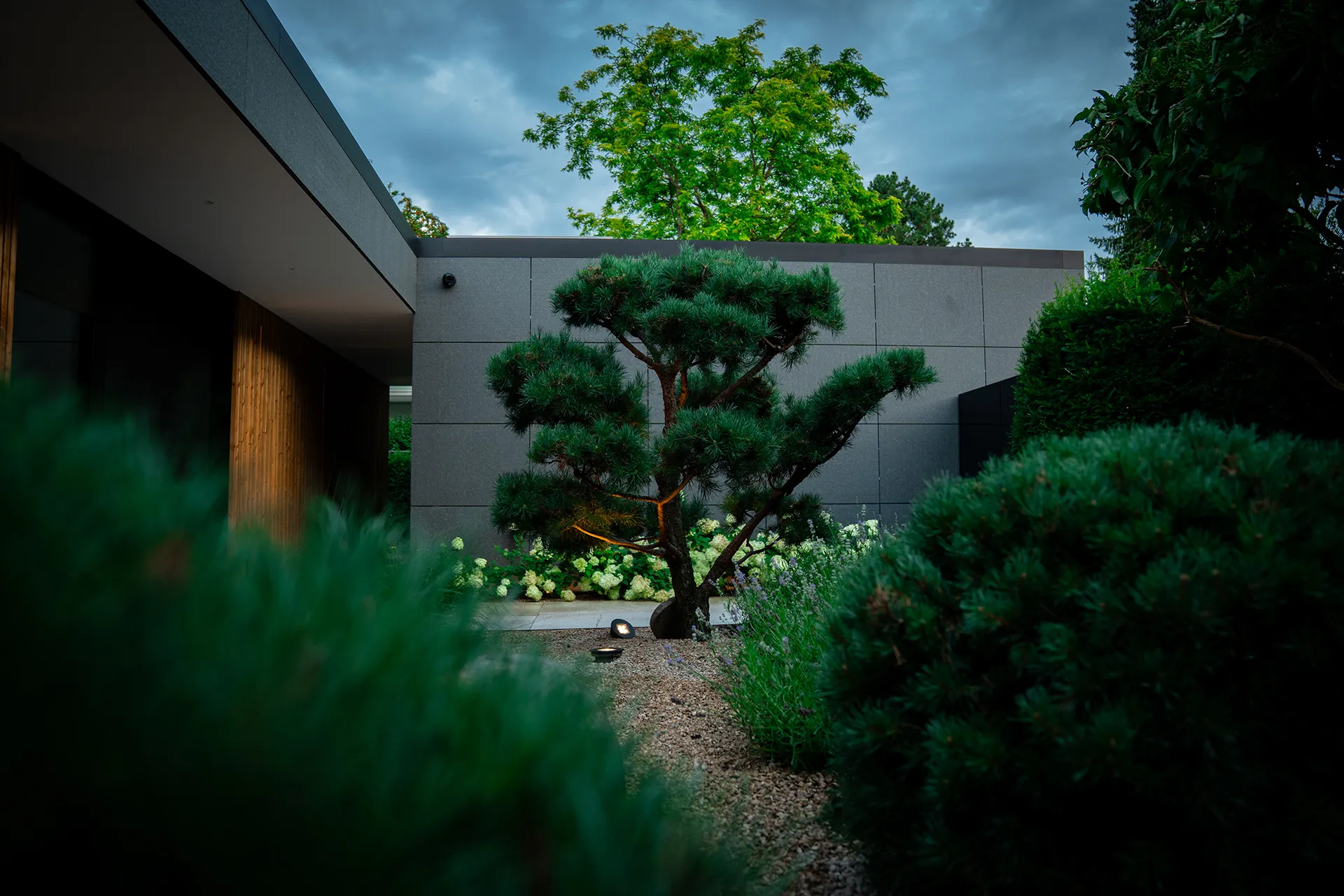 Moderner Garten mit Formgehölz und Architekturfassade im Abendlicht